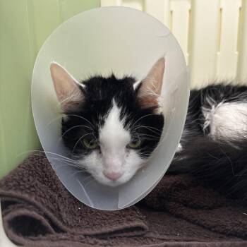 Morgan -  Domestic Short Hair Cat for Adoption in Allentown, Pennsylvania - Morgan | PetCurious