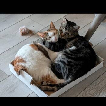 Logan/Rista -  Tabby and Calico Cat for Adoption in Scottsdale, Arizona - Logan/Rista | PetCurious