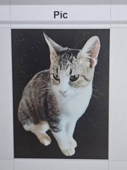 Domestic Short Hair Cats Available for Adoption in Cincinnati, Ohio - Madison | PetCurious