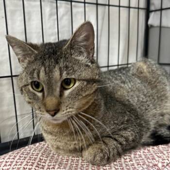 Domestic Short Hair Cats Available for Adoption in Normal, Illinois - Carter | PetCurious