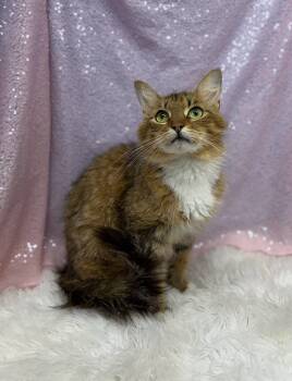 Annie Oakley -  Domestic Medium Hair Cat for Adoption in Clarkesville, Georgia - Annie Oakley | PetCurious