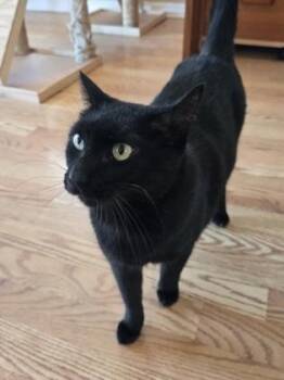 Iris -  Domestic Short Hair Cat Available for Adoption in River Ridge, Louisiana - Iris | PetCurious