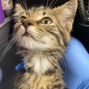 71735 -  Domestic Short Hair Cat for Adoption in Harrisonburg, Virginia - 71735 | PetCurious