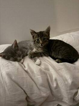 Fire Breather (Calli) -  Domestic Short Hair Cat for Adoption in Herndon, Virginia - Fire Breather (Calli) | PetCurious