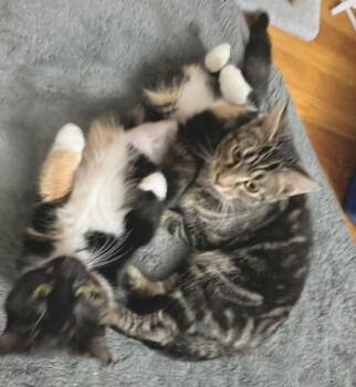 Domestic Short Hair Cats Available for Adoption - Grant And Greta | PetCurious