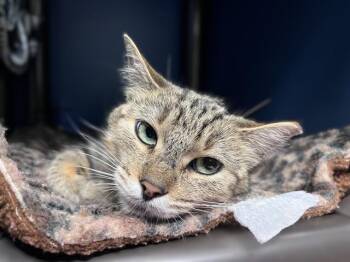 Rescue Domestic Short Hair Cats for Adoption in Palo Alto, California - JOSIE | PetCurious