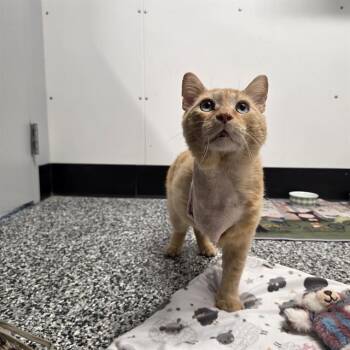 Domestic Short Hair Cats Available for Adoption in Palmetto, Florida - CHUCKY | PetCurious