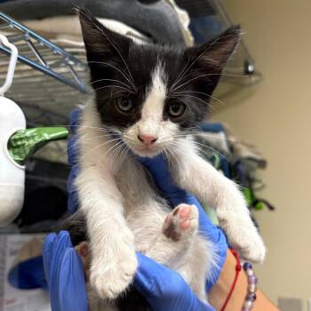 Walnut -  Domestic Short Hair Cat for Adoption in Pasadena, California - Walnut | PetCurious