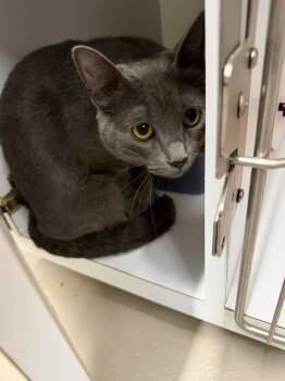 Crystal -  Domestic Short Hair Cat for Adoption in Bossier City, Louisiana - Crystal | PetCurious