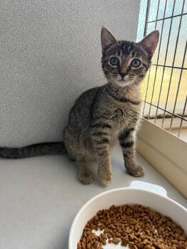 Whitney -  Tabby Cat for Adoption in Fresno, California - Whitney | PetCurious