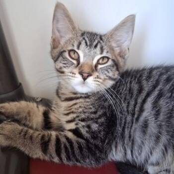 Jacob -  Domestic Short Hair Cat for Adoption in Belmont, New York - Jacob | PetCurious