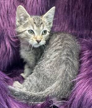 Domestic Short Hair Cats Available for Adoption - Mafe | PetCurious