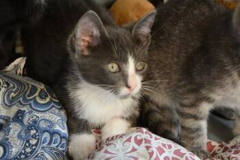 Domestic Short Hair Cats Available for Adoption in Elmwood, Louisiana - Joey | PetCurious