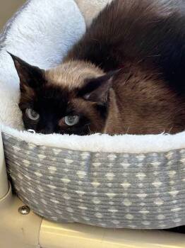 Siamese Cats Available for Adoption in Southbury, Connecticut - W2 Elly (Ivory) | PetCurious