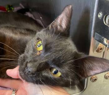 Jackson - At shelter -  Domestic Short Hair Cat for Adoption in Rustburg, Virginia - Jackson - At Shelter | PetCurious