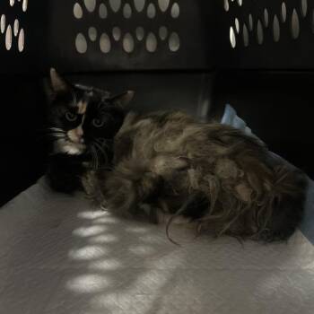Leslie -  Domestic Short Hair Cat for Adoption in Salt Lake City, Utah - Leslie | PetCurious