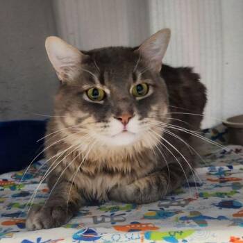 Eisel -  Domestic Medium Hair Cat for Adoption in Kingman, Arizona - Eisel | PetCurious