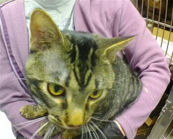 Domestic Short Hair Cats Available for Adoption - ELIAS WOODSTONE | PetCurious