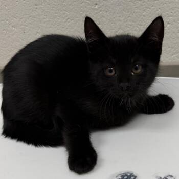 Domestic Short Hair Cats Available for Adoption in Grand Rapids, Michigan - Ash - Chow Hound Northland | PetCurious