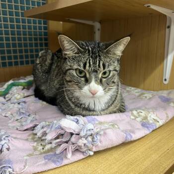 Jenny -  Domestic Short Hair Cat for Adoption in Manhattan, Kansas - Jenny | PetCurious