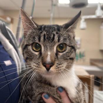 Homer D. Poe -  Domestic Short Hair Cat for Adoption in Reno, Nevada - Homer D. Poe | PetCurious