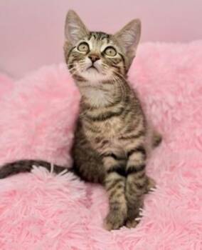 Bok Choy -  Tabby Cat for Adoption in Covington, Louisiana - Bok Choy | PetCurious