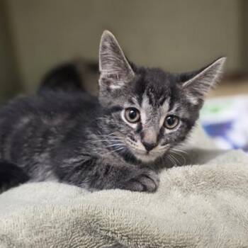 Dolomite -  Domestic Short Hair Cat for Adoption in Westland, Michigan - Dolomite | PetCurious