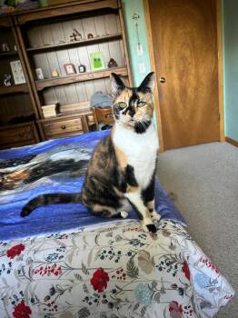 Rescue Domestic Short Hair Cats for Adoption in Mokena, Illinois - Whimsy | PetCurious