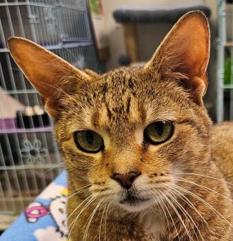 Domestic Short Hair Cats Available for Adoption - Pretzel | PetCurious