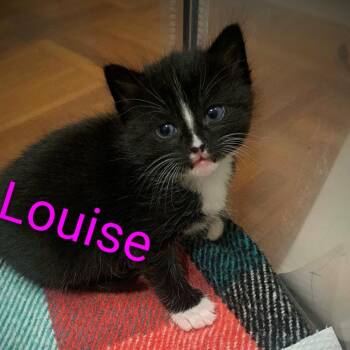 Louise -  Domestic Short Hair Cat for Adoption in Calgary, Alberta - Louise | PetCurious