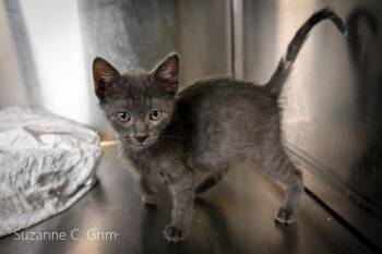 Roni -  Russian Blue Cat for Adoption in Elmwood, Louisiana - Roni | PetCurious