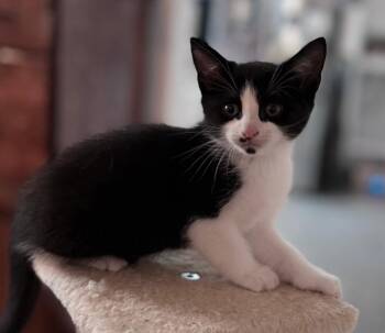 KITTEN OOLONG -  Tuxedo Cat for Adoption in Franklin, Tennessee - KITTEN OOLONG | PetCurious