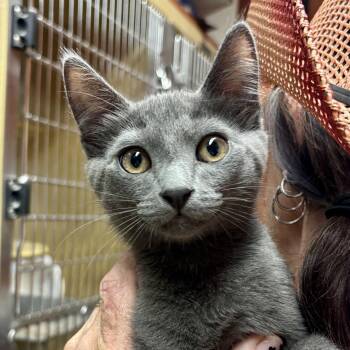 Andrew -  Domestic Short Hair Cat for Adoption in Sonora, California - Andrew | PetCurious
