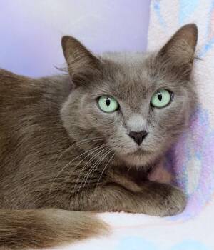 Domestic Medium Hair Cats Available for Adoption in Tierra Verde, Florida - Delilah | PetCurious