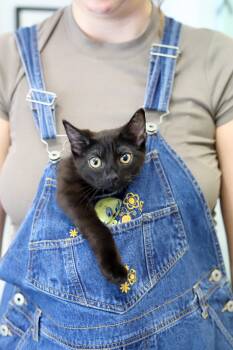 Daphne is a darling licorice angel - OLD ENOUGH TO GO SOLO - THE -  Bombay Cat for Adoption in Bedford Hills, New York - Daphne Is A Darling Licorice Angel - OLD ENOUGH TO GO SOLO - THE | PetCurious