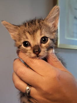 Rescue Domestic Short Hair and Tabby Cats for Adoption in Rosenberg, Texas - Vesper | PetCurious