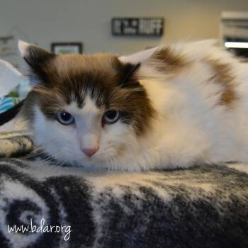Aslan -  Ragdoll and Domestic Short Hair Cat for Adoption in Cheyenne, Wyoming - Aslan | PetCurious
