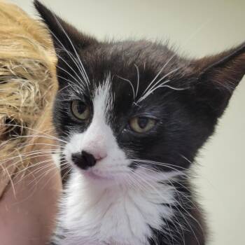 Domestic Short Hair Cats Available for Adoption in Mazon, Illinois - "Mo"Lasses | PetCurious