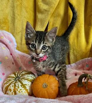 Rescue Domestic Short Hair Cats for Adoption in Sykesville, Maryland - Antonia | PetCurious