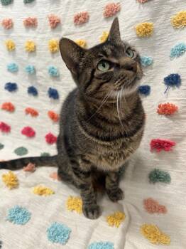 Shane (PA) -  Domestic Short Hair Cat for Adoption in Denham Springs, Louisiana - Shane (PA) | PetCurious
