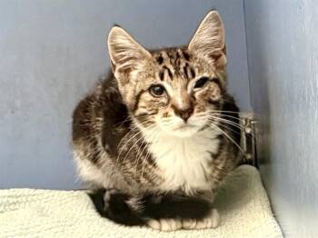 FUDGIE WUDGIE -  Domestic Short Hair Cat for Adoption in Martinez, California - FUDGIE WUDGIE | PetCurious