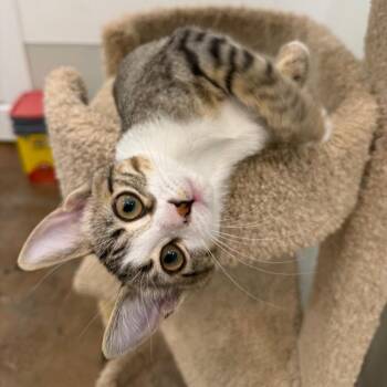 Curious Georgie -  Domestic Short Hair Cat for Adoption in Tuscaloosa, Alabama - Curious Georgie | PetCurious