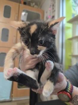 Poptart -  Domestic Short Hair Cat Available for Adoption in Savannah, Georgia - Poptart | PetCurious