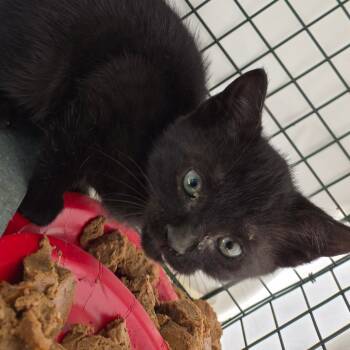 Rescue Domestic Short Hair Cats for Adoption in Montgomery, Alabama - Panda | PetCurious