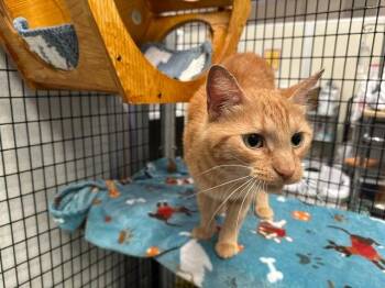 Gourgeist -  Domestic Short Hair Cat for Adoption in Raleigh, North Carolina - Gourgeist | PetCurious