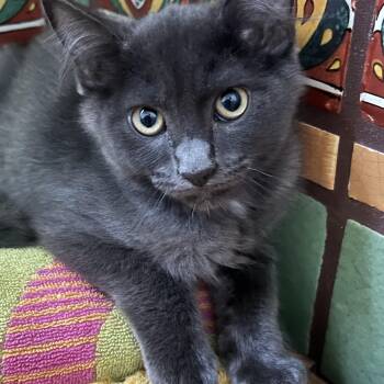 Mist (Mister) -  Domestic Medium Hair Cat for Adoption in Los Angeles, California - Mist (Mister) | PetCurious