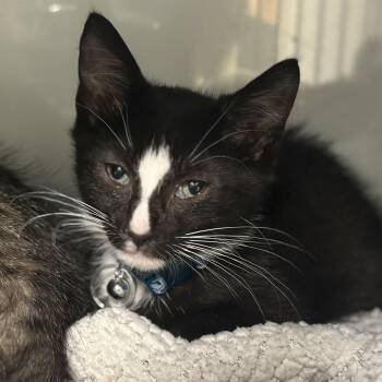 H213099 Megumi -  Domestic Short Hair Cat for Adoption in Port Washington, New York - H213099 Megumi | PetCurious
