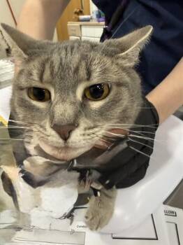 Domestic Short Hair Cats Available for Adoption - SOPHIE | PetCurious