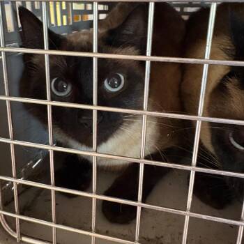 Bongo -  Siamese Cat for Adoption in Goleta, California - Bongo | PetCurious