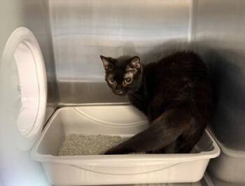 Domestic Short Hair Cats Available for Adoption in Lafayette, Indiana - Insidious (T3) | PetCurious